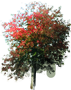 Tatar Maple